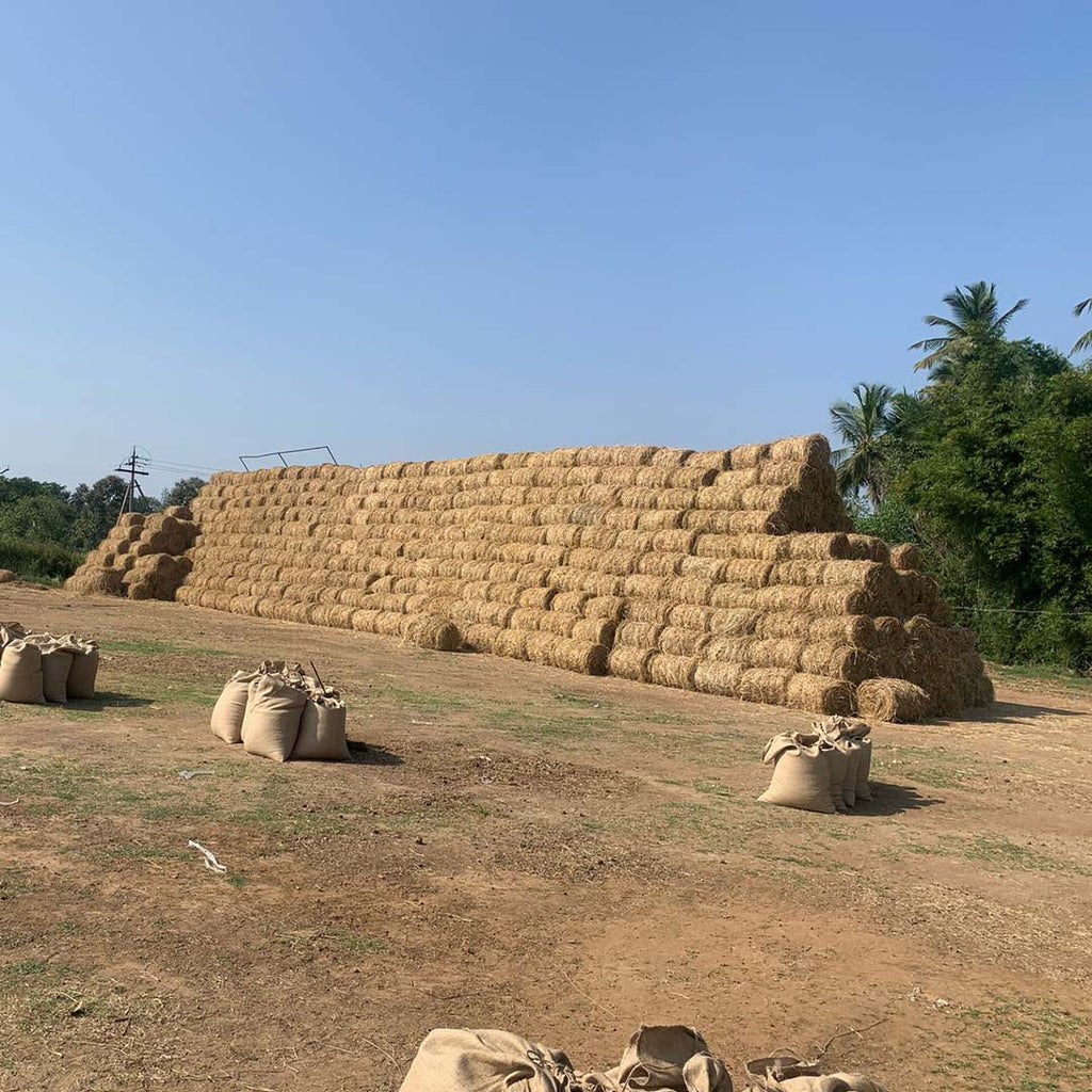 The Vanishing Grains: The Socio-Economic Story of Native Rice Varietie ...