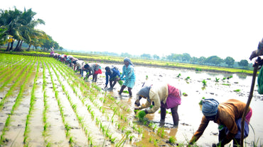 Preserving Biodiversity Through Traditional Farming