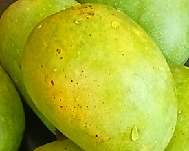 Kesar mangoes (Exclusive)